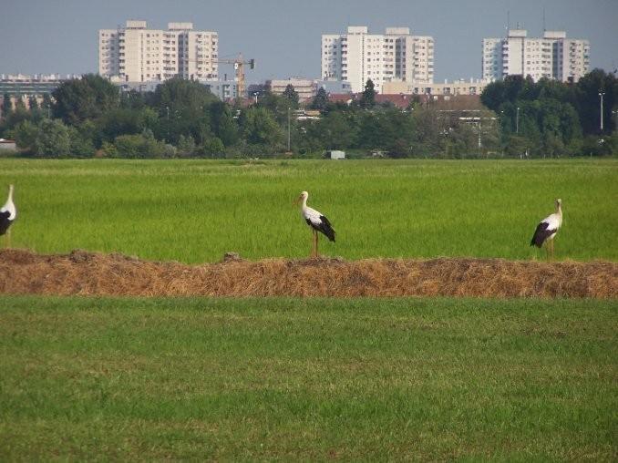 Cascina Battivacco Villa Milano Eksteriør billede